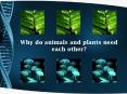 Why do animals and plants need each other PowerPoint PPT Presentation