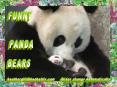 Funny Panda Bears PowerPoint PPT Presentation
