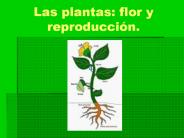 Plantas
