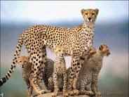 Gr8 Animal Pictures
