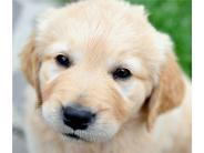 Cute Puppies
