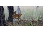 Wildlife Photography @ myCanon