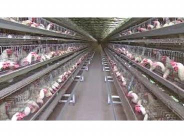 Vijay Raj Battery Cages For Poultry