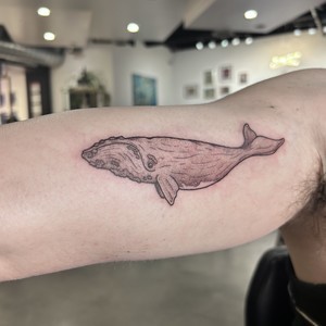Atlantic whale