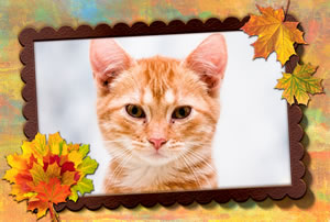 Linda molduras com folhas secas