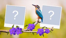 Linda Moldura de Beija Flor para você adicionar duas fotos!