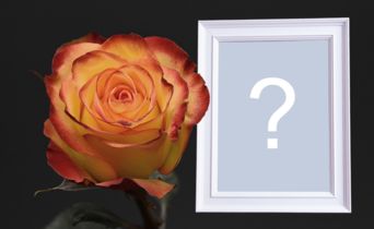 Moldura com Rosa laranja, e fundo escuro. Adicione sua foto