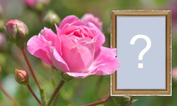 Moldura para foto com Rosa e borda com detalhes dourados