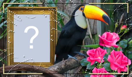 Linda Moldura com Tucano. Adicione a sua foto!