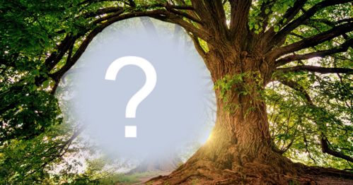 Montagem de foto com foto na árvore. Adicione sua foto!