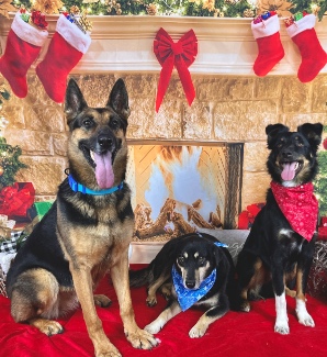 Emori's Dogs at Christmas