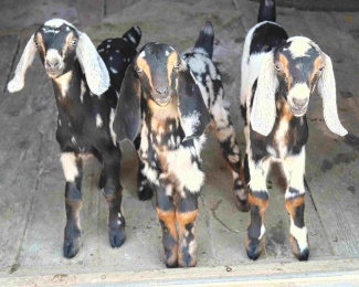 2025 MN Dairy Goat Association Show - 4-H Concessions Fundraiser