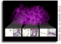 Slime Mold Simulations Used To Map Dark Matter Holding Universe Together