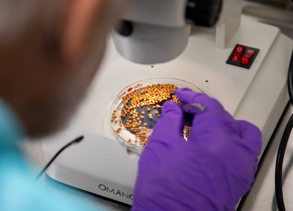 Preparing Radish Seeds For Space SpaceRef