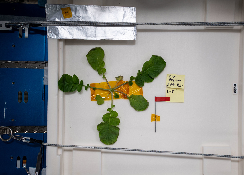 Documenting Plant Growth In Space SpaceRef