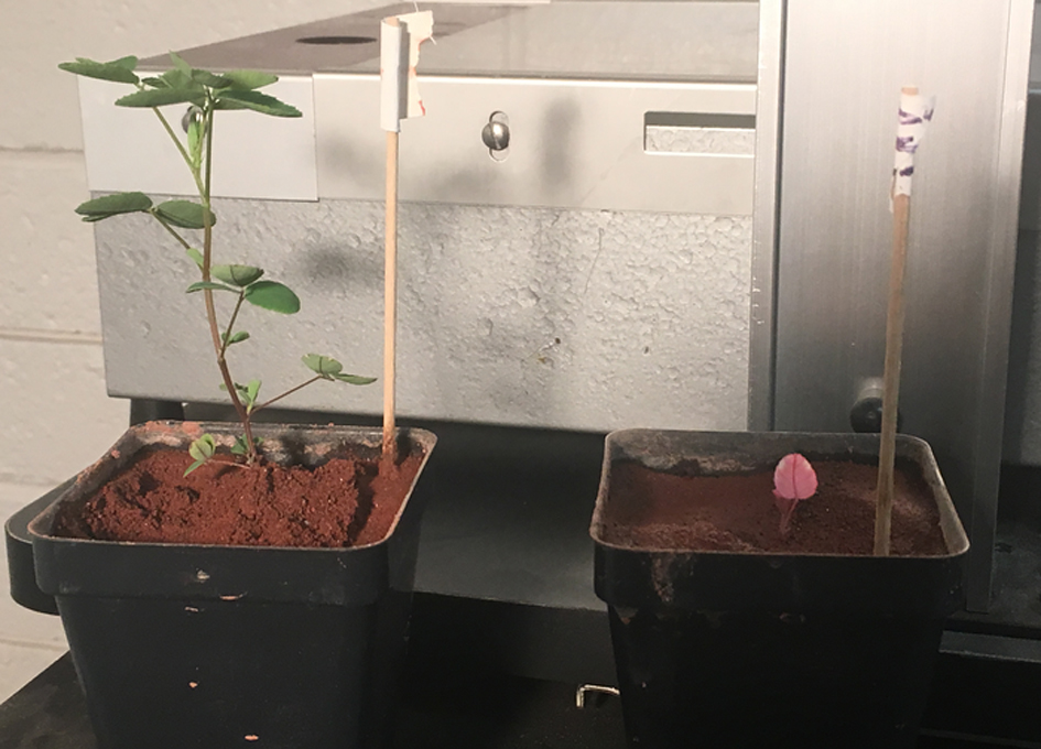 火星样的土壤中的三叶草生长促进了细菌共生 Spaceref 万博manbetx