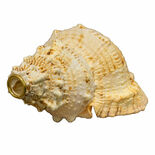 Conch Shell Horn Alternate Picture