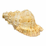 Conch Shell Horn Alternate Picture