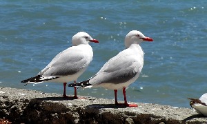 Akaroa