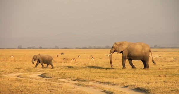 Amboseli  Kenya