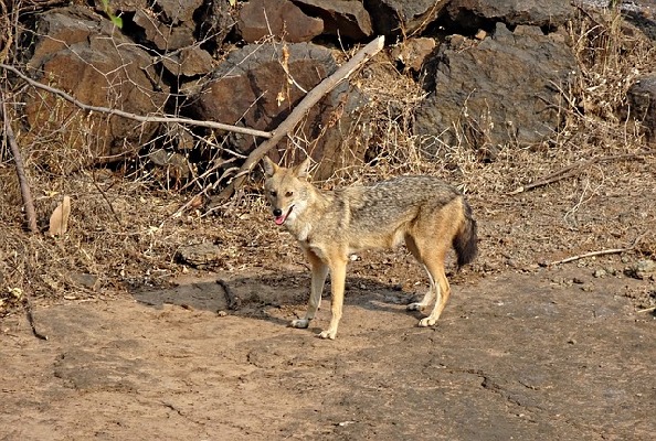 Amreli Gujarat India