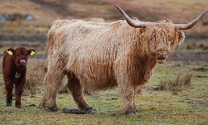 Angus