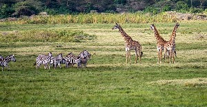 Arusha