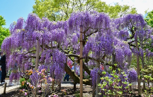 Ashikaga  Japan