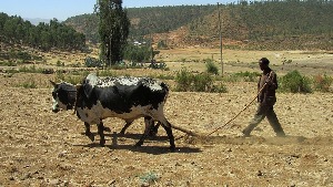 Bahir Dar