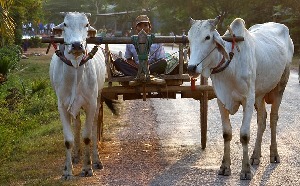 Battambang