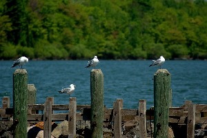 Bayfield