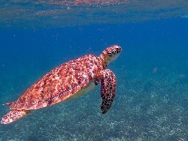 Belize