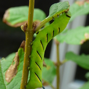Beloeil Quebec Canada