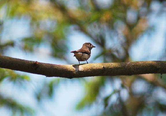 Benaulim Goa India