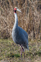 Bharatpur