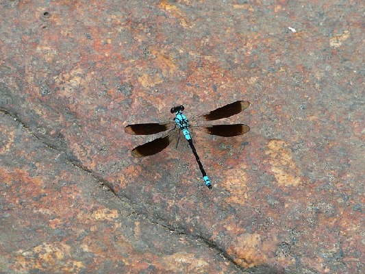 Bowen Queensland Australia