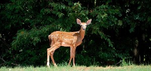 Brown Deer