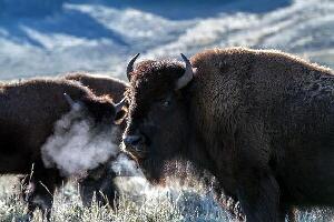 Buffalo
