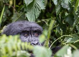 Bwindi