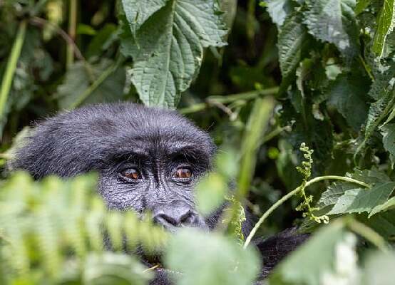 Bwindi  Uganda