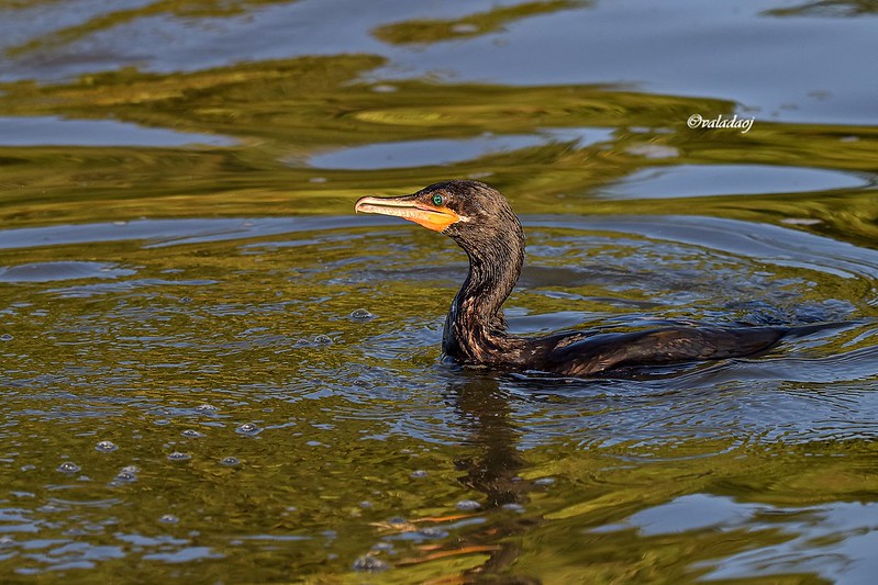 Caceres Pantanal Brazil