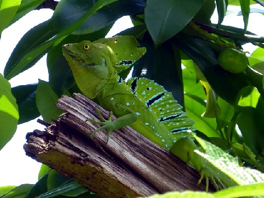 Cahuita  Costa Rica