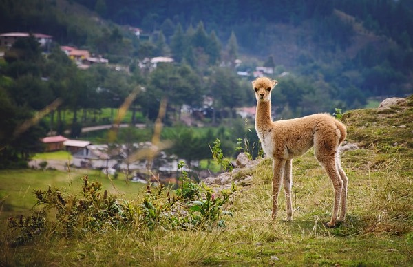 Cajamarca  Peru