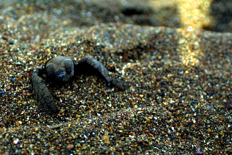 Caletas  Costa Rica