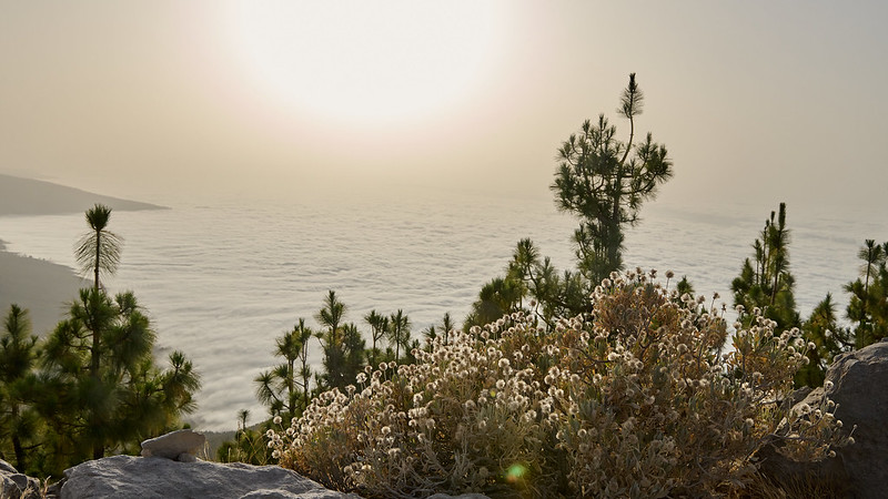 Canary Islands Spain