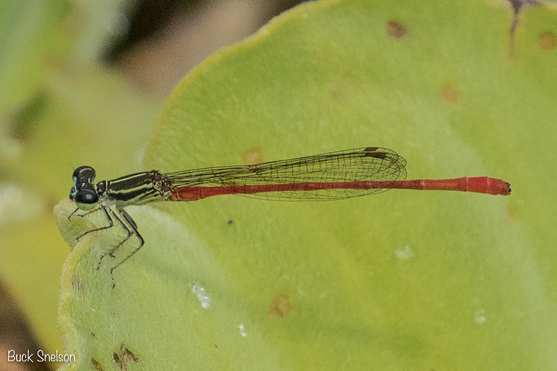 Canas  Costa Rica