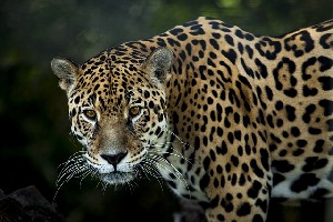 Casa Jaguar