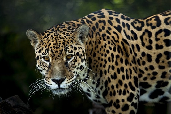 Casa Jaguar  Colombia
