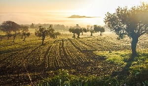 Castelfidardo