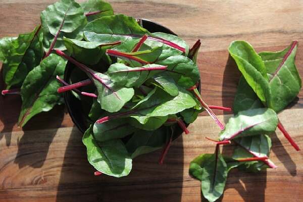 Chard  England